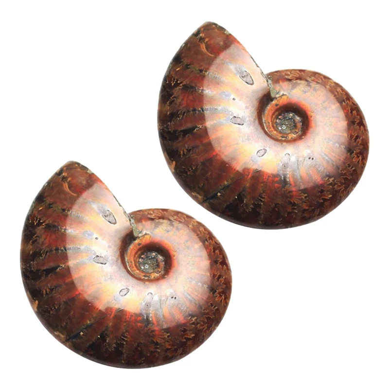 

2PC Natural Iridescent Ammolite Ammonite Specimen Fossil Madagascar Stones 4-5Cm