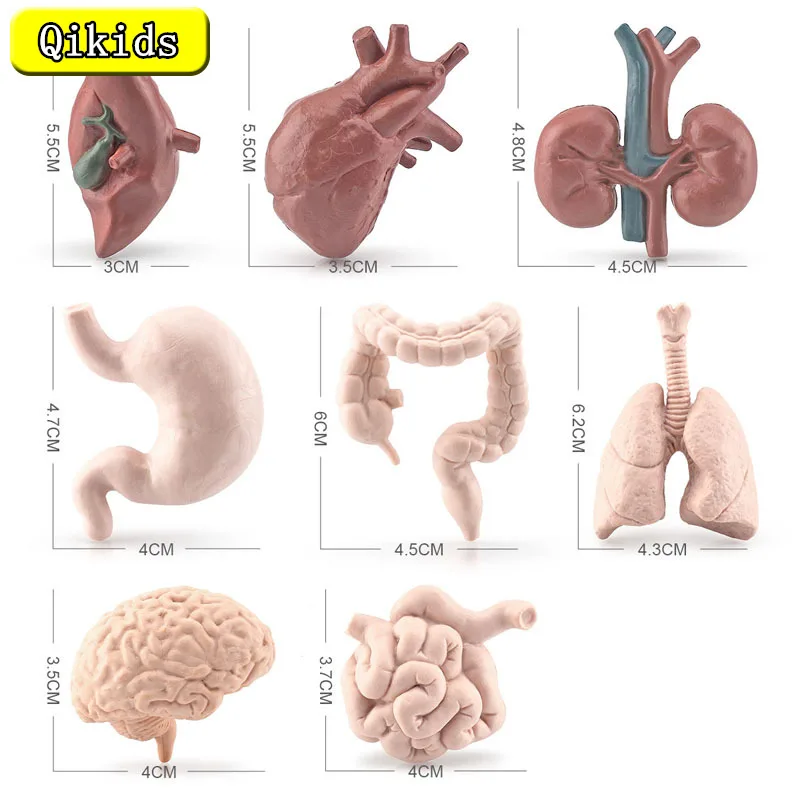 

Simulation Children's Science And Education Human Organ Model Brain Heart Lung Liver Stomach Large Intestines Smalls Ornaments