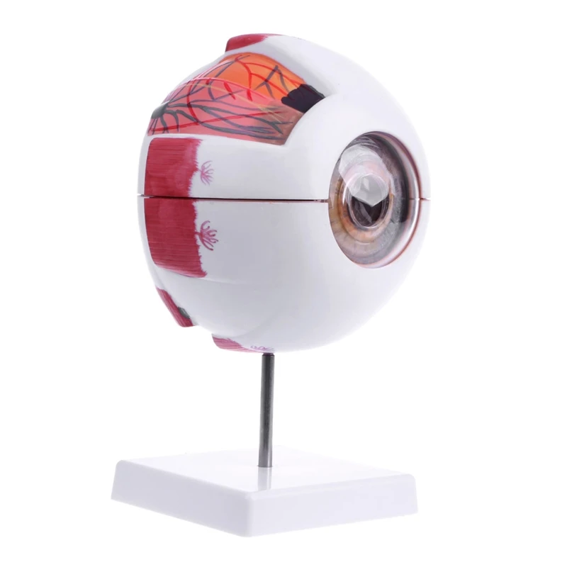

Human Anatomical Natural Eyeball Model Medical Learning Aid Teaching Instrument
