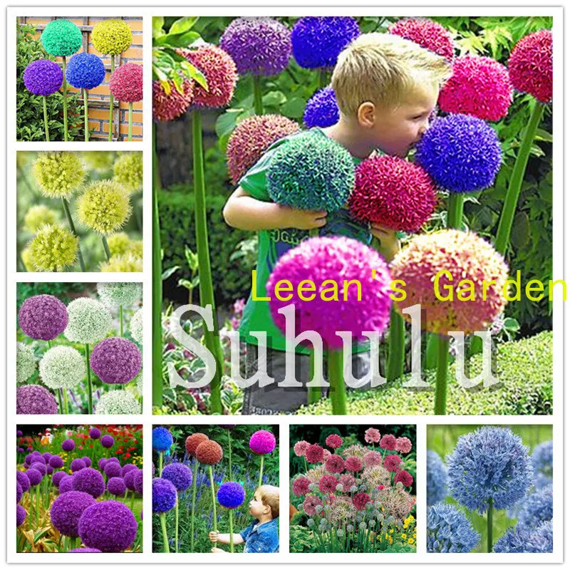 

200 шт. гигантский лук Allium Giganteum, красивые фиолетовые бриллиантовые цветы, многолетние горшки без ГМО, семена растений