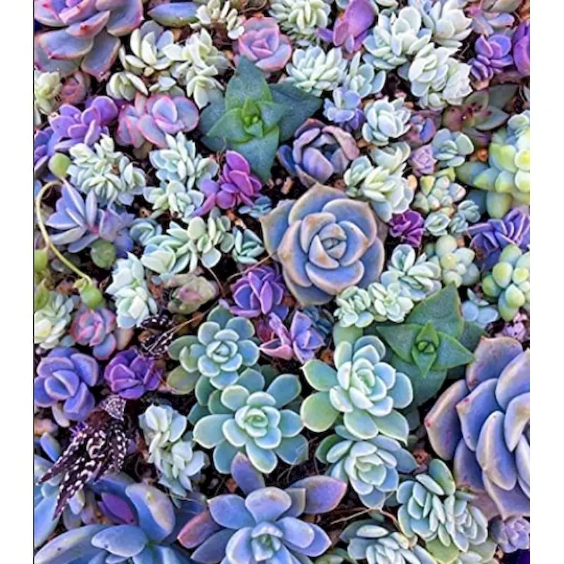

GATYZTORY 60X75cm Frame DIY Painting By Numbers Kits Purple Succulent Flowers Acrylic Paint By Numbers For Adult Home Decor