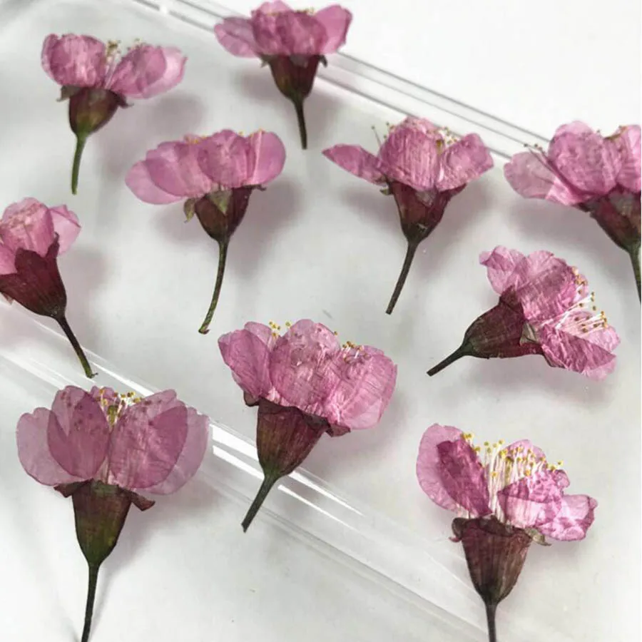

12pcs 3-5cm Pressed Dried Sakura Flowers Plants Herbarium For Epoxy Resin Jewelry Postcard Photo Frame Candle Craft&Art DIY