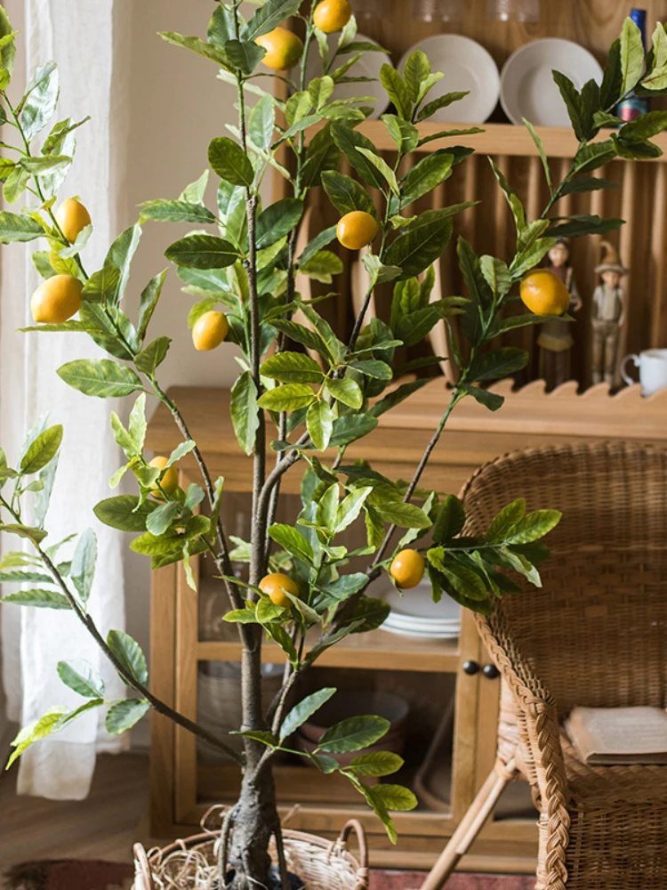 Комнатные плодовые. Цитрус (комнатное растение) лимон Лунарио. Цитрофортунелла бонсай. Цитрус лимон дерево. Lemon Tree (лимонное дерево).
