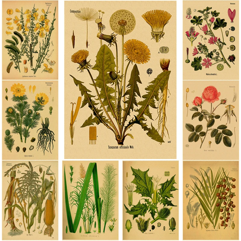 

Botanical Flower Poster Medicinal Plants Study Kraft Paper Prints Posters Vintage Home Room Decor Aesthetic Art Wall Paintings