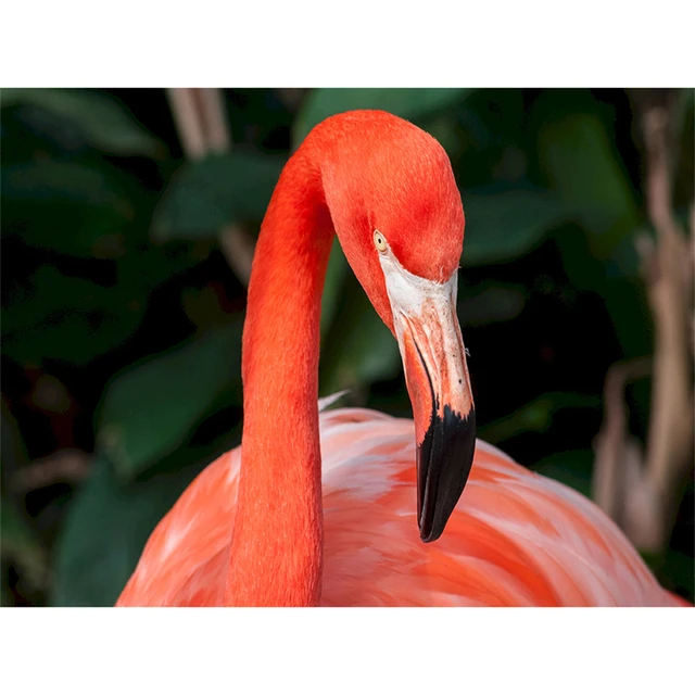 Фигурка «фламинго на коньках». Фламинго статуэтка декор. Копилка фламинго раскрашивать. Легенда про фламинго. Коробка складная фигурная «счастье ждет тебя», 26 × 19 × 4 см 3840984.