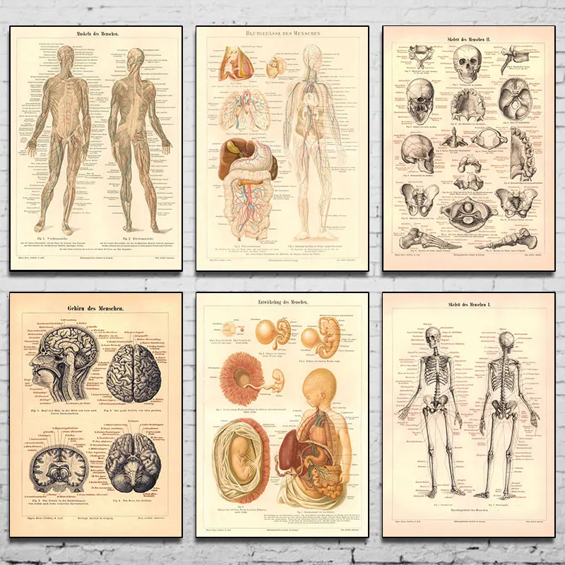 Постеры и печать на холсте с изображением человеческих сухожилий головы вены