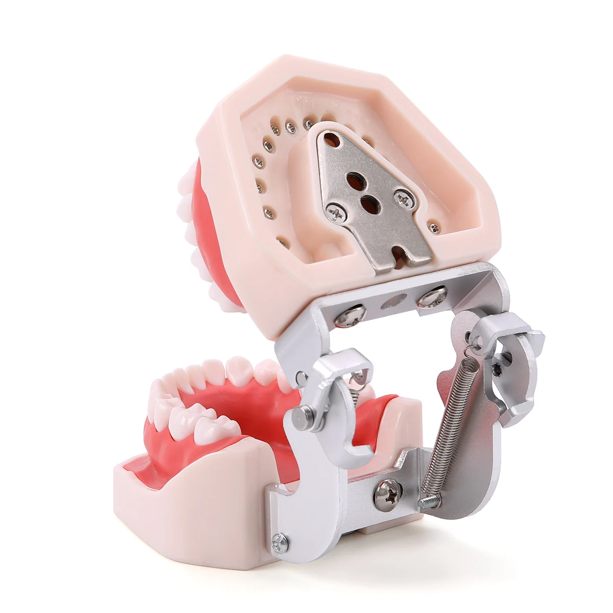 Зубная модель Azdent обучающая зубов зубных типодонов для техников зубной резины