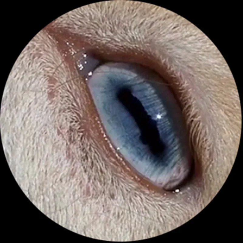 Зеркальный кабошон для глаз тигр/собака/животное 6 мм-30 мм