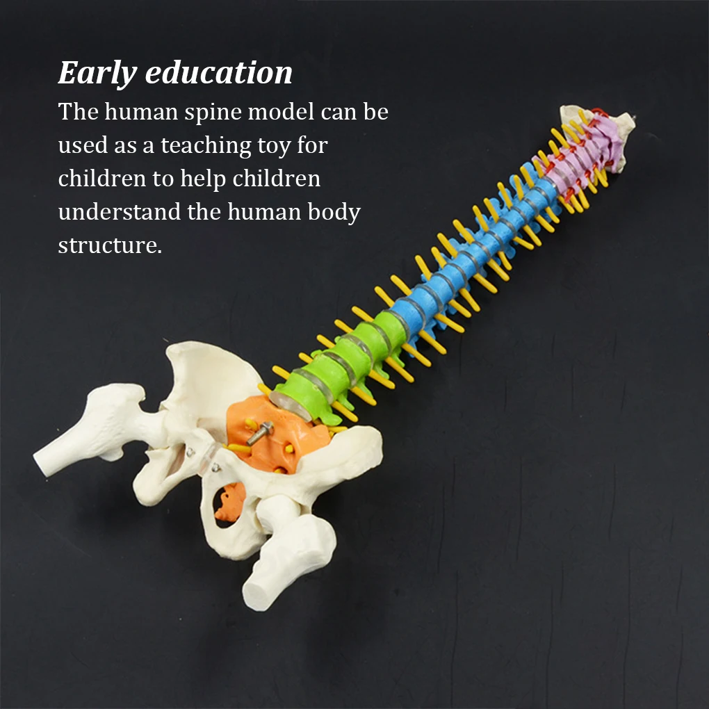 

Anatomical Spine Model Flexible Spinal Column Model Teaching Resources Improving Cognitive Ability for Medical Students