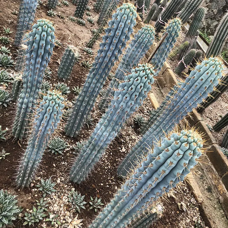 

10PCS " Futazhu - Cactus " Fleshy Desert Rose Succulent Flowers Incense