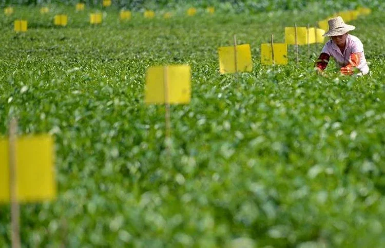 Клейкая доска двусторонняя приманка для насекомых из ПВХ уничтожения маленькая