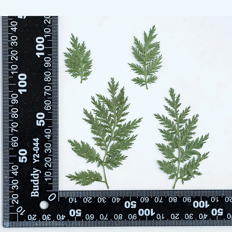 

Сушеные листья Artemisia Annua NYAConfetti 24 шт.