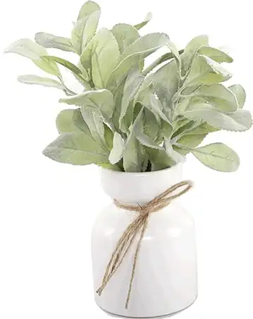 

Lamb's Ear in White Ceramic Pot (11.5