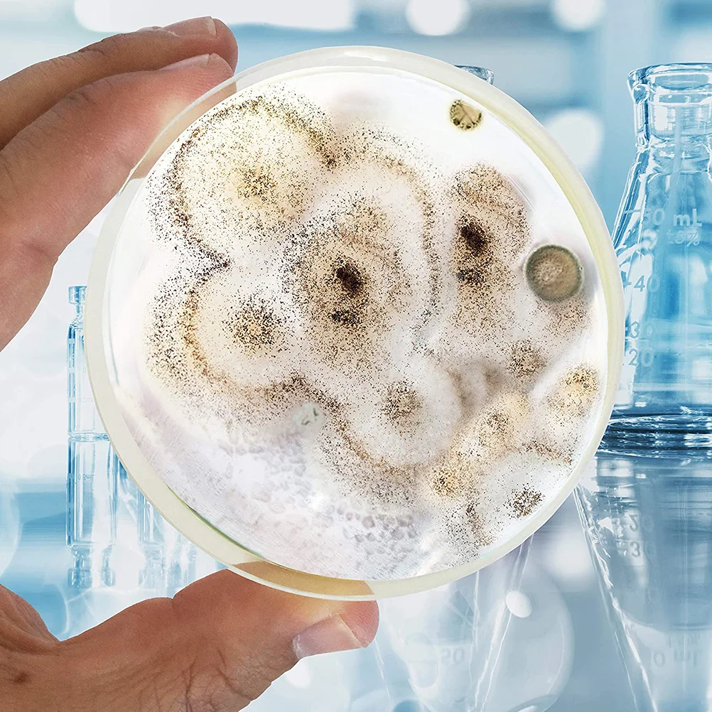 Чашка петри с агаром. Микроорганизмы в чашке петри. Чашка петри с агаром. Эксперименты с чашкой петри. Чашка петри с агаром.