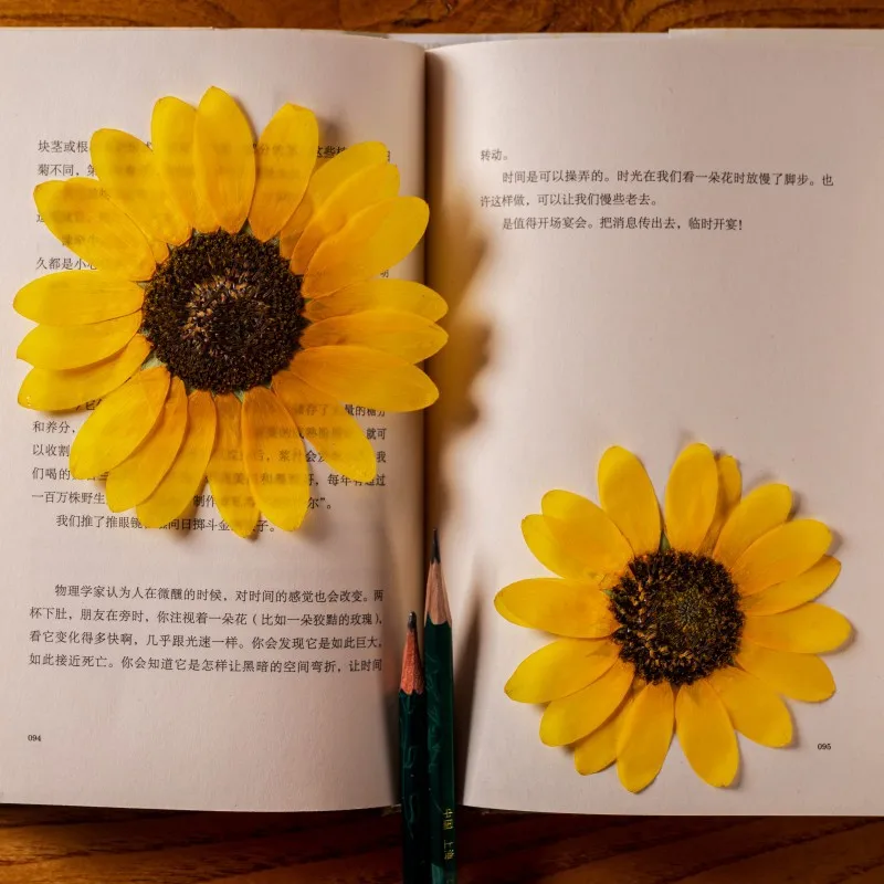 6-11cm/4pcs,nature pressed Sunflower petals,dried flowers DIY plant specimens graft bookmarks photo frames phone case decoration