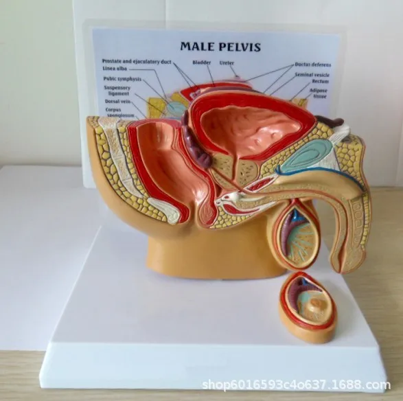 1:2 Life-sized Female Male Pelvic Sagittal Section Testis Prostate Bladder Rectum Urinary System Model