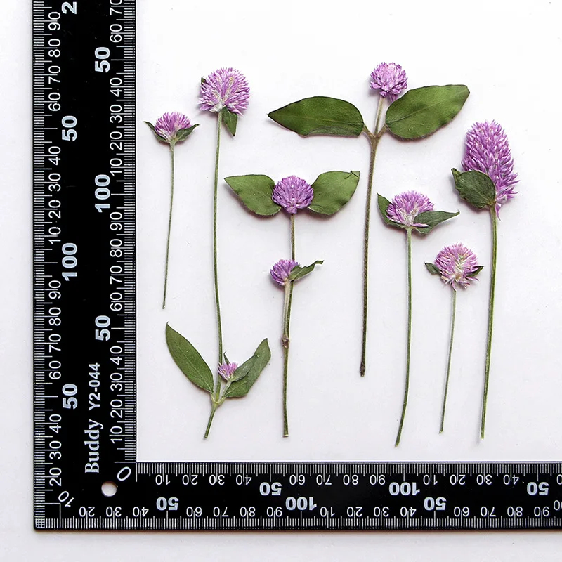 6-15 см/12 шт. натуральная прессованная Цветочная ветка гомфрены DIY тисненый клей