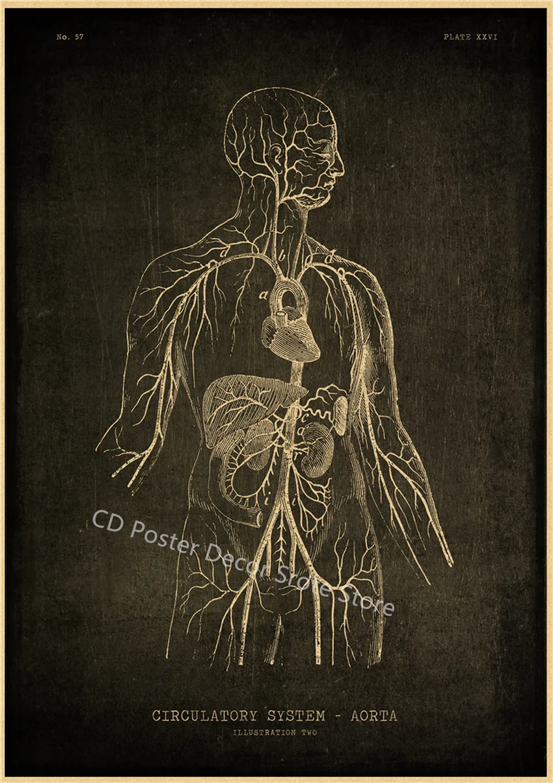 

Анатомия плакат А4/А3