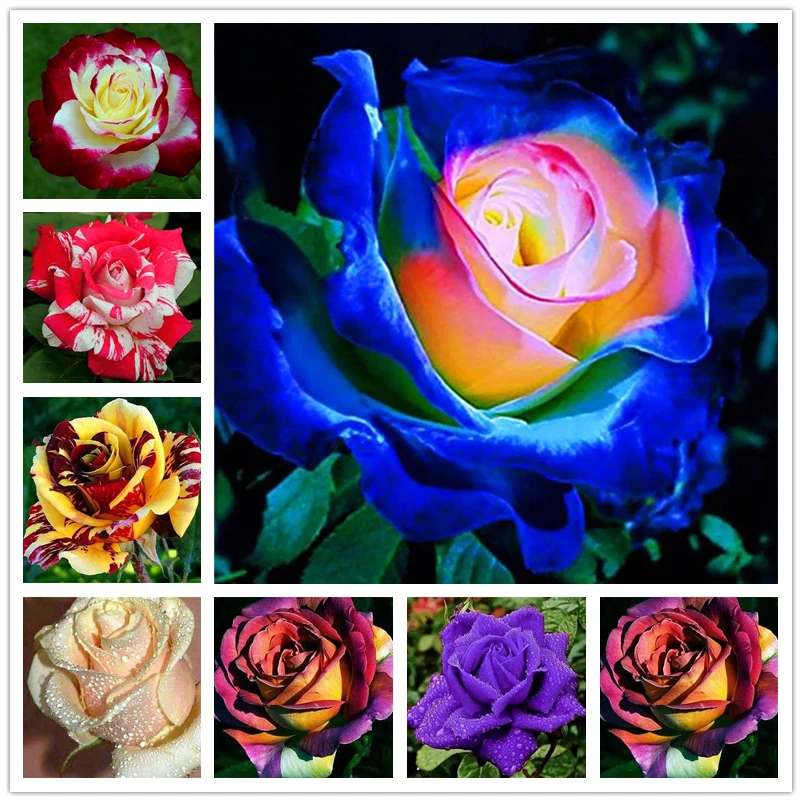

50Pcs Rare Perfume Rainbow Rose Plants Vegetable Bathroom Cabinet Nature Hibiscus Sabdariffa Flower Home Furniture J3O-E