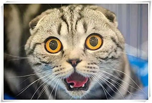 

Милый знак кошки/металлический знак вывески настенное искусство