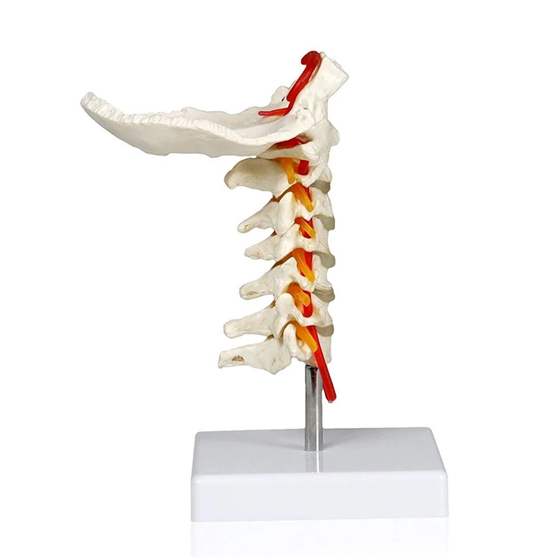 Spine 505 модель