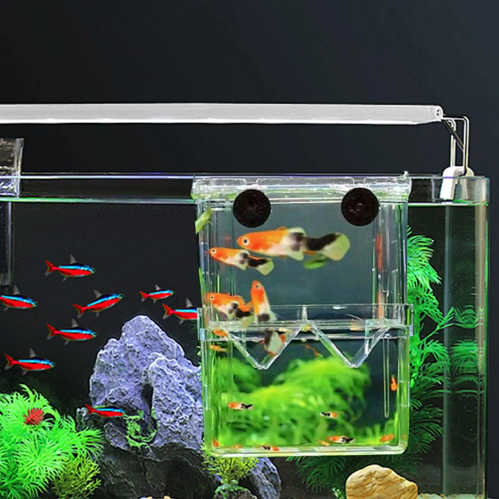 Инкубатор для выведения рыбы аквариум инкубатор разведения креветок