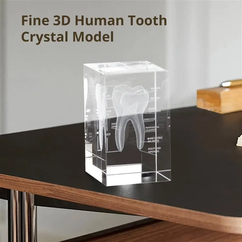 3D Crystal Human Tooth Model Cubic Laser Etched Anatomical For Home And Office Hospital Decoration Dentists Gifts