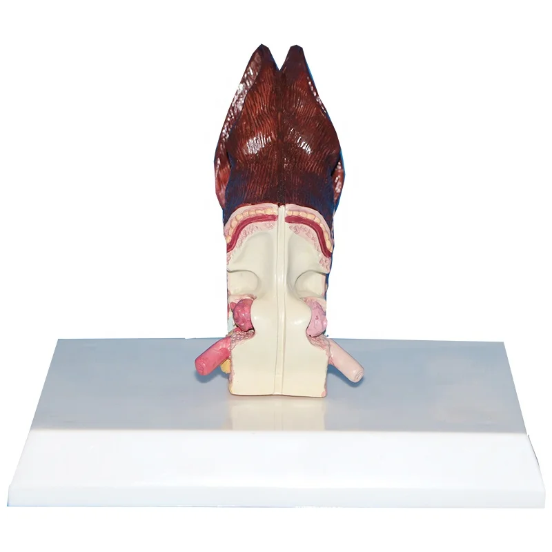 Модель ушей для животных