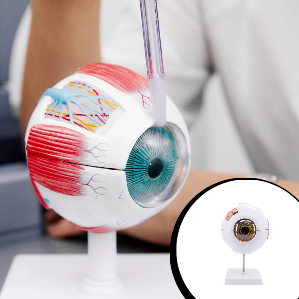 

Eyeball Model Learning Tools Teaching Instrument Eyelid