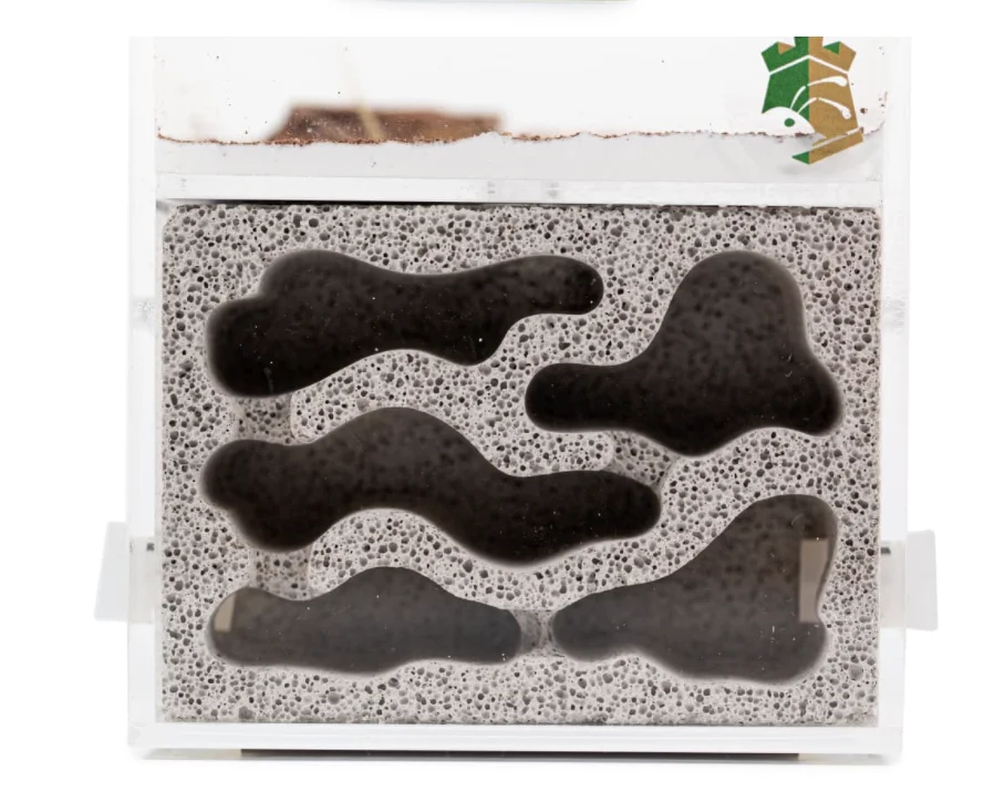 Смотровая коробка для формикариума акриловый дизайн муравьиные аксессуары