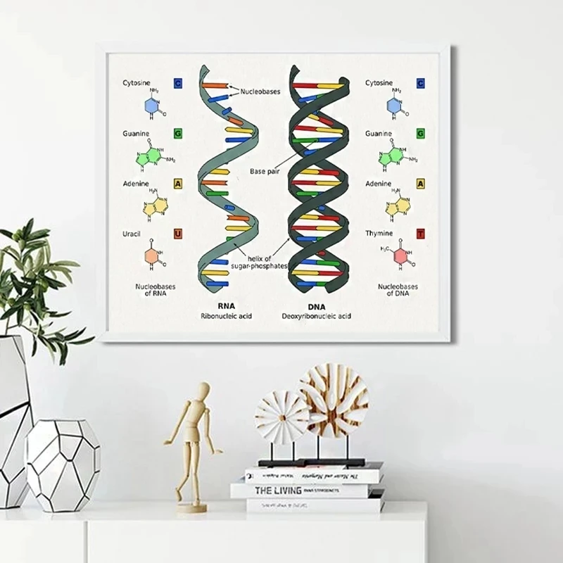 

Human DNA and RNA Canvas Printing Science Biology Posters Wall Art Genetic Code Chemistry Decoration Canvas Painting Frameless