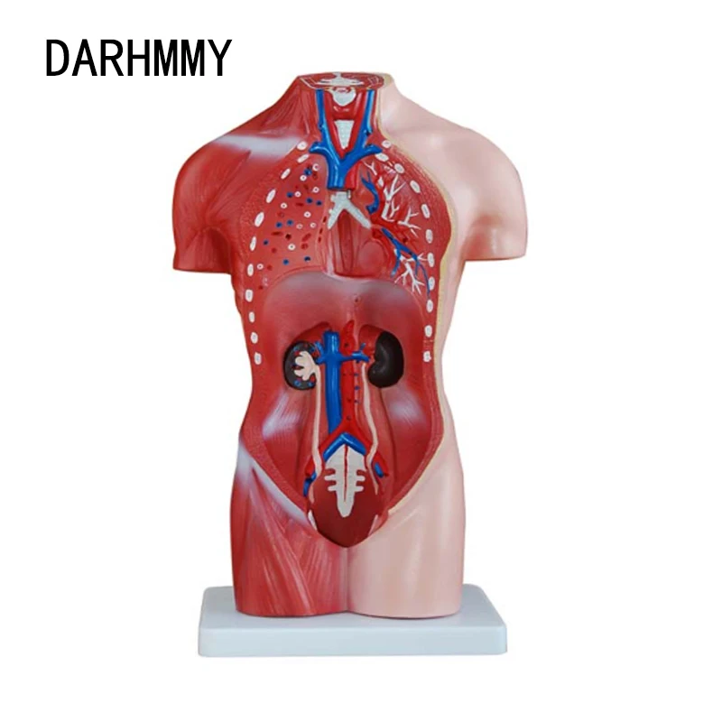 Фото Человеческий ТОРС DARHMMY, модель тела 42 см, мужской торс, 13 частей, медицинская модель, внутренние органы для обучения №2