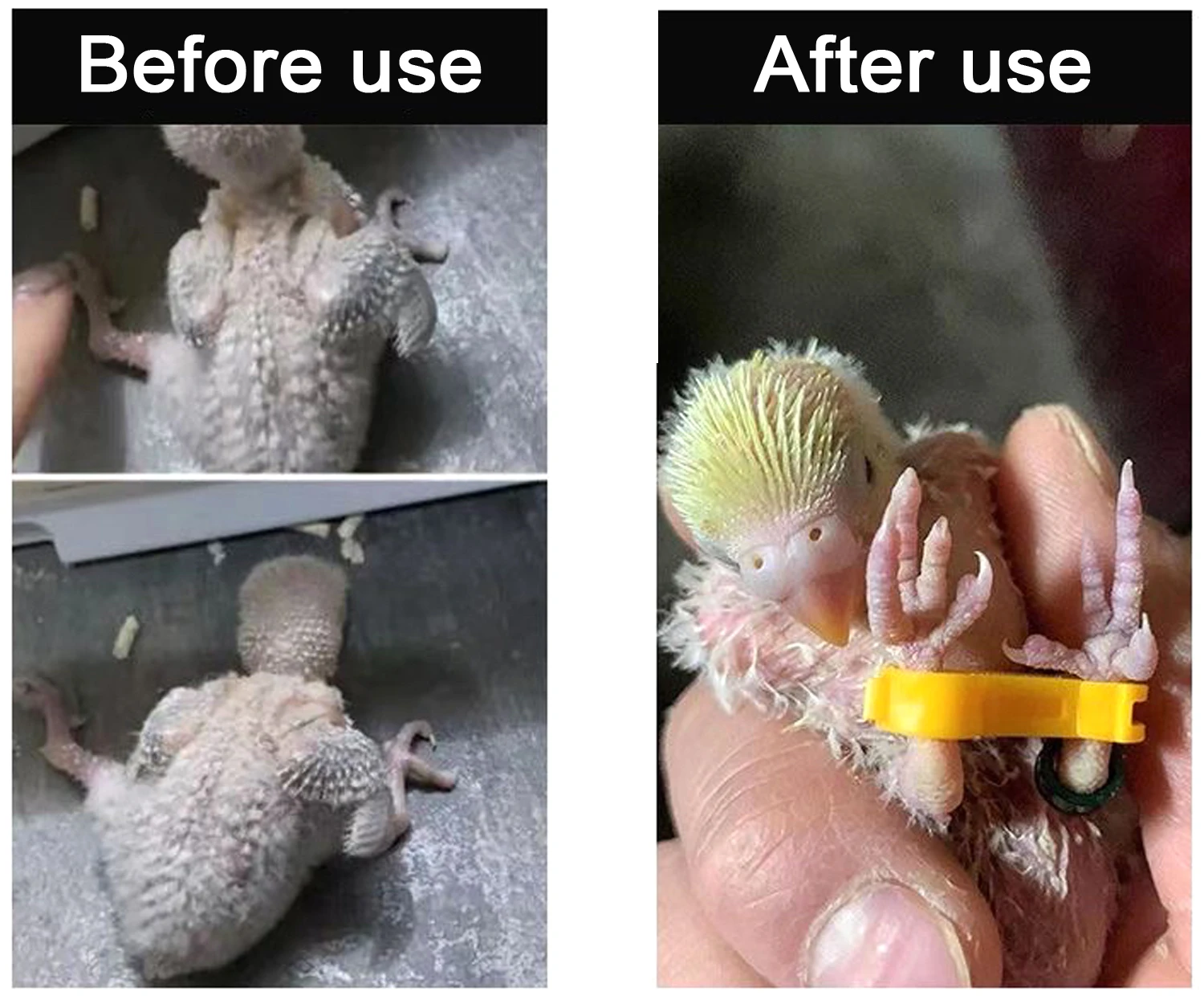 12 шт. 456 мм детский корректор для ног птиц Nestling ‌   Шина для ног Rutin Chicken Budgie Cockatiel Baby Bird, коррекция ног (art.: 3920cd3be8959) - 3920cd3be8959