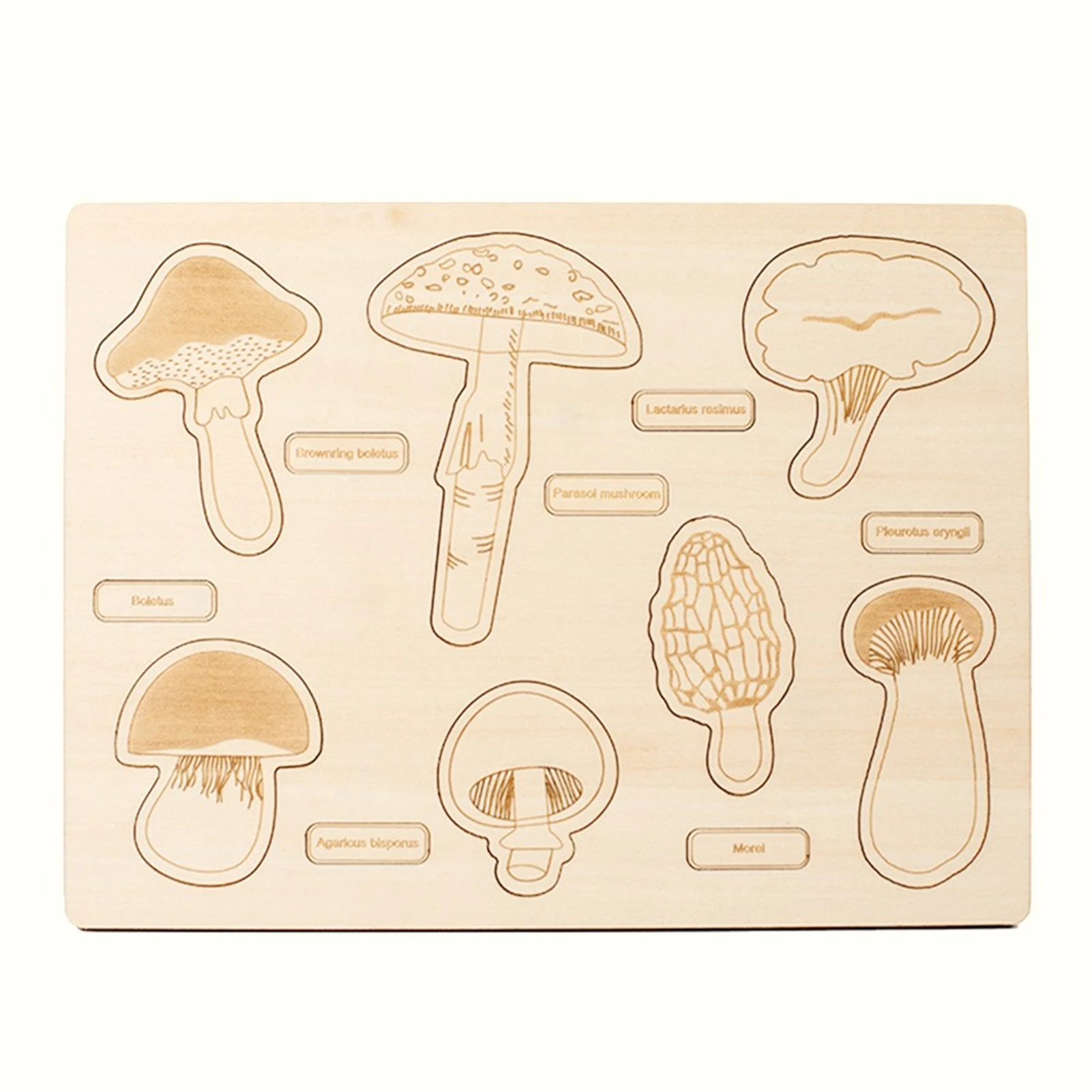 

Montessori Life Cycle Tray Montessori Mushroom Life Growth Cycle Tray DIY Educational Puzzle Gifts Nature Game Teaching Toy