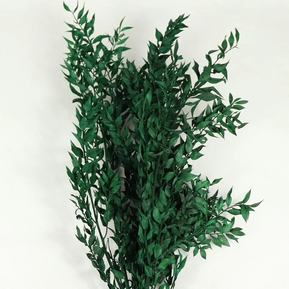 Натуральные настоящие консервированные насыщенные листья ветка рускуса 45-50 см