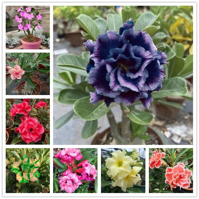 

Ароматические благовония для ароматерапии, ароматерапии, ароматические растения, 2 шт.