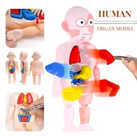 montessori baby toys puzzle child toy puzzles human body anatomy model child toy educational assembled body organ teaching tool