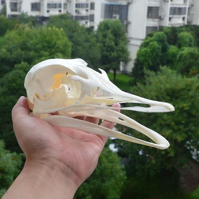 Animal Taxidermy Crocodiles Skull DIY Crafts CollectionsSkull Resin Decoration Special Gift Skeleton Snake Teaching Model