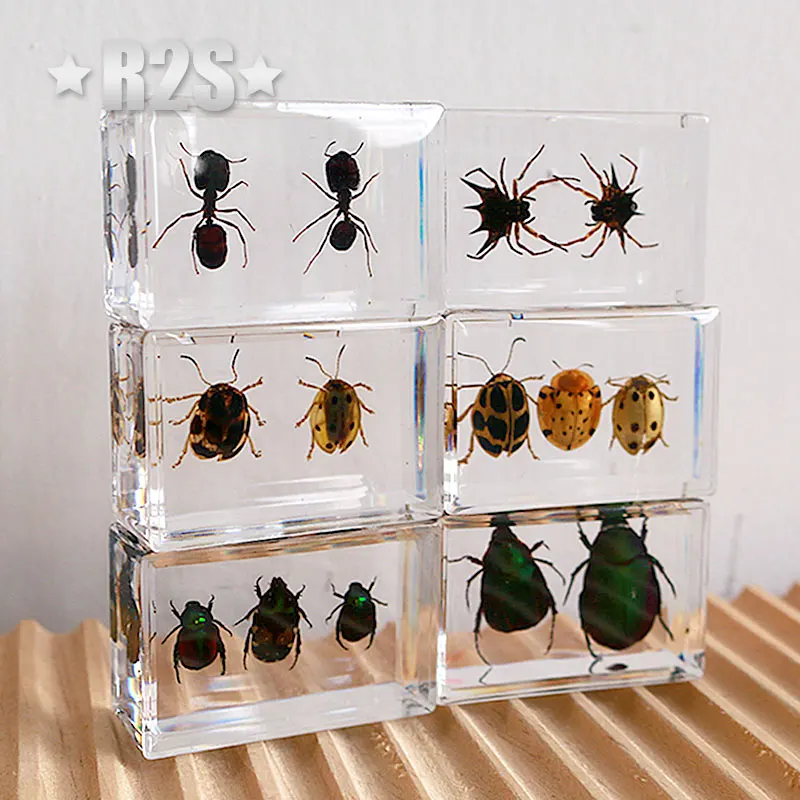 6 шт./партия насекомые в смоле