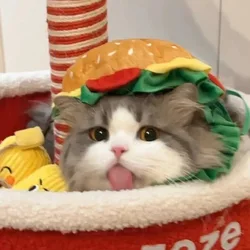 Шапочки для котиков