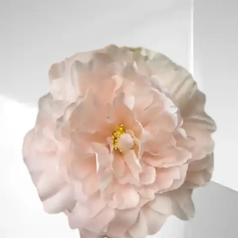 

Enchanting 17-Color Peony Flower Head Hanfu Headdress with Realistic Simulation Flowers for a Timeless and Elegant Look