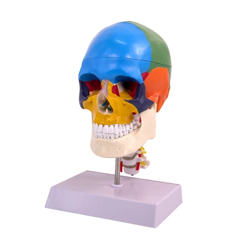 

Красочная модель в натуральную величину, искусственный человеческий череп, разборная Кепка с черепом, шейный позвоночник