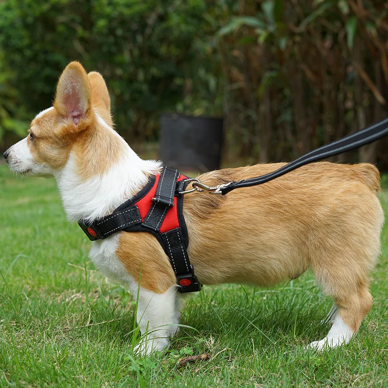 

Pet chest harness traction rope small, medium and large dogs Corgi Teddy Golden Retriever Labrador dog leash dog leash collar
