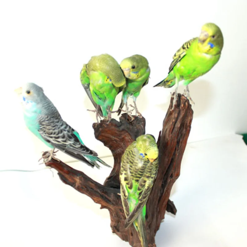 

Real parrot specimens home furnishings office crafts decorative ornaments living room decoration home decor