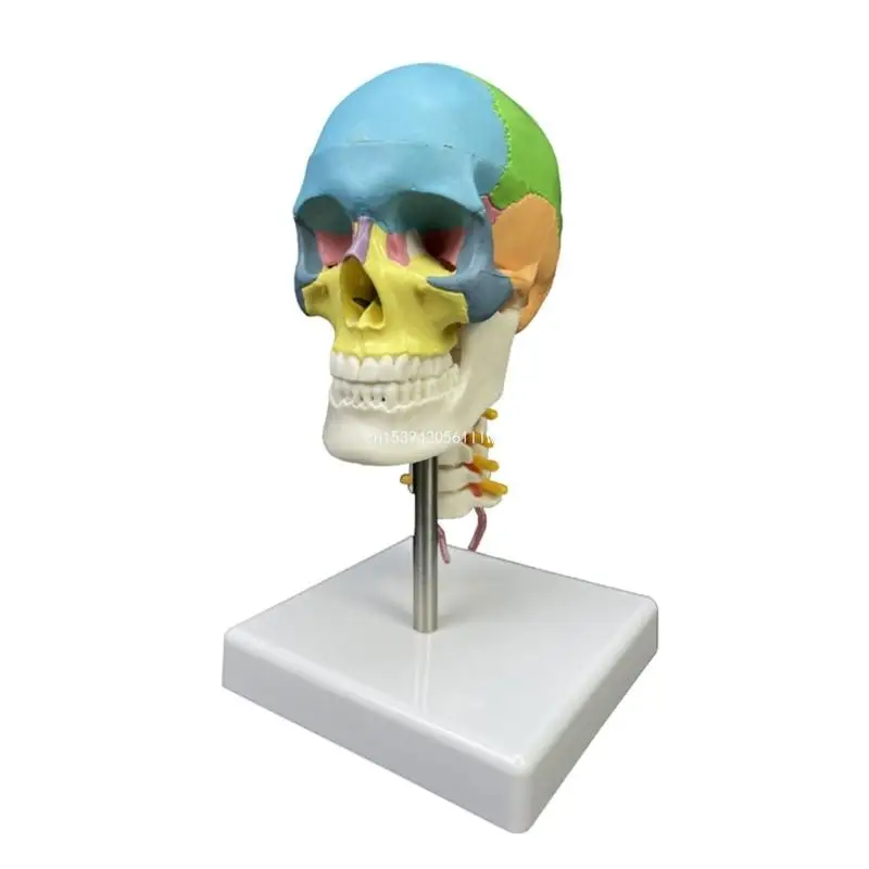 

Human Colored Skull Anatomical Model Head Skull Model with Cervical Vertebra Dropship