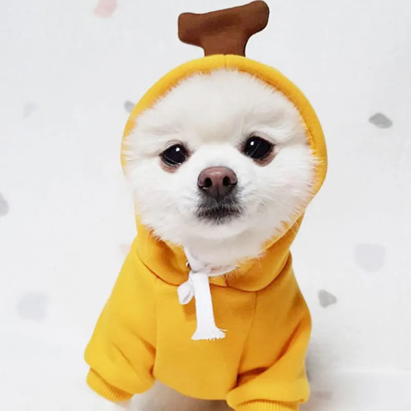 Новинка на раннюю осень свитер для любимых питомцев Тедди Бишон фриус