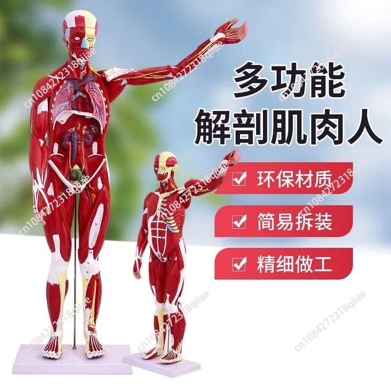 

Модель мышц человеческого тела 80 см