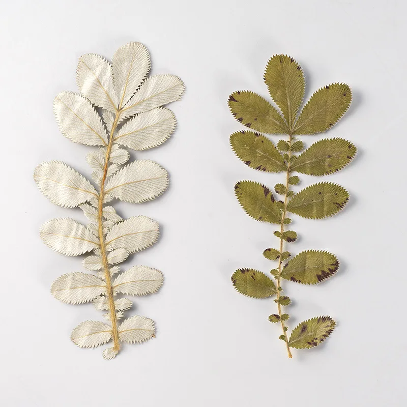 120 шт. цветочный гербарий Электронная карточка закладки рамка лампа для макияжа