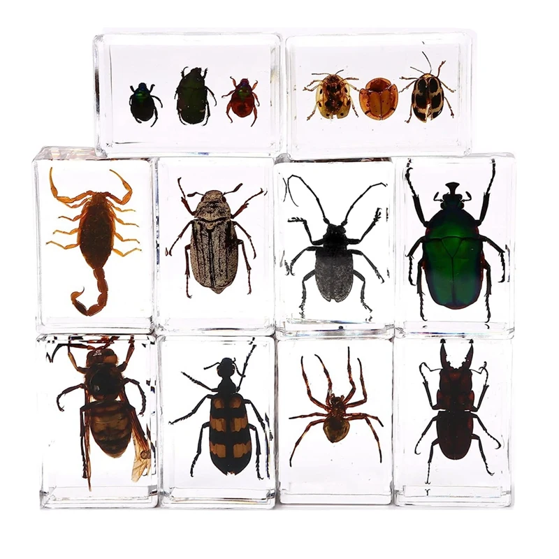 

10 Beautiful Insect Specimens In Crystal Resin Insect Collection Paper Different Insect Specimens Preserved In Resin Easy To Use