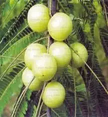 Африканский продукт для роста волос с Amla дешевая пудра утолщенный спрей масло